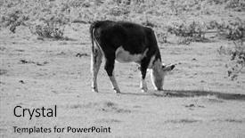  Presentation with cattle - Theme consisting of animal kingdom - cattle in uk in black background and a  colored foreground