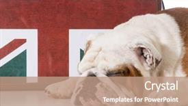  Presentation with english literature vintage - PPT theme enhanced with animal kingdom - english bulldog sleeping in front background and a coral colored foreground