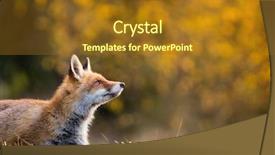  Presentation with fox hunting - Cool new PPT theme with animal kingdom - fox vulpes vulpes hunting backdrop and a tawny brown colored foreground
