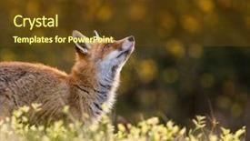  Presentation with fox hunting - Colorful slide deck enhanced with animal kingdom - fox vulpes vulpes hunting backdrop and a tawny brown colored foreground