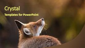  Presentation with fox hunting - Colorful theme enhanced with animal kingdom - fox vulpes vulpes hunting backdrop and a tawny brown colored foreground