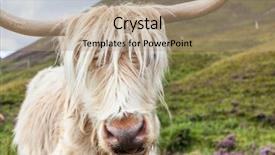  Presentation with cattle - Theme with animal kingdom - highland cattle or scottish cattle background and a coral colored foreground