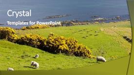  Presentation with sheep - Audience pleasing presentation design consisting of animal kingdom - landscape with sheep near crackaig backdrop and a  colored foreground