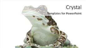  Presentation with white milk - Amazing presentation theme having amazon milk frog - trachycephalus resinifictrix backdrop and a white colored foreground