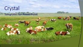  Presentation with cow milk - Audience pleasing slide deck consisting of cow lying down backdrop and a sky blue colored foreground