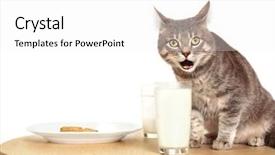  Presentation with milk - Audience pleasing presentation theme consisting of cute cat drinking milk closeup backdrop and a white colored foreground