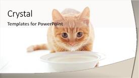  Presentation with white milk - Slide set consisting of cute ginger kitten drinking milk background and a white colored foreground