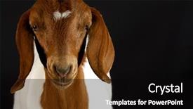  Presentation with black - Cool new slides with goat portrait on black background backdrop and a black colored foreground