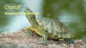  Presentation with lover - Presentation theme featuring animal lover - beautiful turtle on the stone background and a tawny brown colored foreground