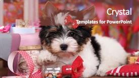  Presentation with puppy - Cool new theme with animal lover - beaver yorkshire terrier puppy backdrop and a tawny brown colored foreground