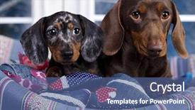  Presentation with lover - Amazing theme having animal lover - dachshund chocolate dog and puppy backdrop and a ocean colored foreground