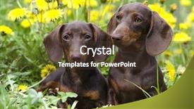  Presentation with lover - Slide deck enhanced with animal lover - dachshund puppy and dandelions flowers background and a tawny brown colored foreground