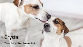  Presentation with pets - Cool new theme with animal lover - dog licking dog pets love backdrop and a light gray colored foreground
