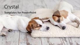  Presentation with lover - PPT layouts featuring animal lover - dogs sleeping at floor pet background and a light gray colored foreground