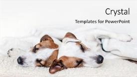  Presentation with lover - Presentation design featuring animal lover - dogs sleeping at floor background and a white colored foreground