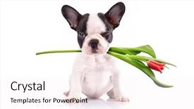  Presentation with lover - Colorful presentation theme enhanced with animal lover - french bulldog puppy with tulip backdrop and a white colored foreground