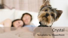  Presentation with good morning couple bed - Audience pleasing slides consisting of animal lover - happy couple laying in bed backdrop and a coral colored foreground
