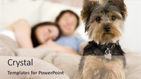  Presentation with good morning couple bed - Presentation theme having animal lover - happy couple laying in bed background and a soft green colored foreground