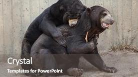  Presentation with sex - Slide set consisting of animal lover - malayan sun bears helarctos malayanus background and a gray colored foreground