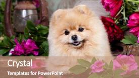  Presentation with lover - Slides with animal lover - pomeranian spitz and roses background and a coral colored foreground