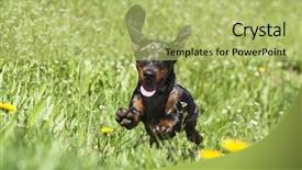  Presentation with lover - Beautiful presentation theme featuring animal lover - rabbit dachshund puppy backdrop and a yellow colored foreground