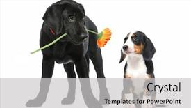  Presentation with romantic birthday couple celebrate - Cool new presentation theme with animal lover - romantic dog couple in love backdrop and a light gray colored foreground
