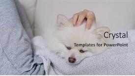  Presentation with sleep - Presentation featuring animal lover - sleep white pomeranian with pet background and a light gray colored foreground