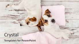  Presentation with lover - Slide deck consisting of animal lover - sleeping puppy on small pillow background and a light gray colored foreground