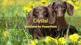  Presentation with lover - Beautiful slide set featuring animal lover - tvo dachshund and dandelions backdrop and a tawny brown colored foreground