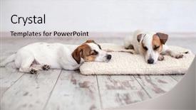  Presentation with sad dog abandoned dogs - Audience pleasing theme consisting of animal lover - two dogs sleeping on floor backdrop and a white colored foreground