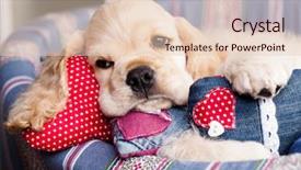  Presentation with heart death - PPT theme with animal lover - valentine havanese puppies and heart background and a lemonade colored foreground