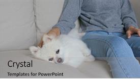  Presentation with guide dog helping blind woman - Audience pleasing presentation design consisting of animal lover - woman cuddle her dog backdrop and a light gray colored foreground