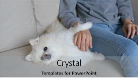  Presentation with guide dog helping blind woman - Slide set having animal lover - woman cuddling on her pomeranian background and a light gray colored foreground