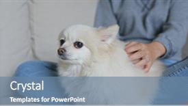  Presentation with lover - Slide deck consisting of animal lover - woman touch on her pomeranian background and a seafoam green colored foreground