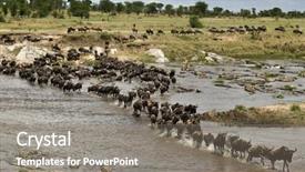  Presentation with serengeti africa - Amazing presentation having animal movement - wildebeest crossing river mara serengeti backdrop and a gray colored foreground