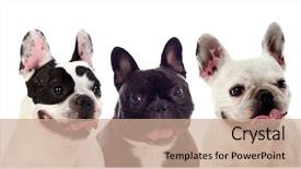  Presentation with studio - Audience pleasing theme consisting of animal muscles - portrait in studio of cute backdrop and a coral colored foreground