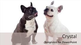  Presentation with studio - Audience pleasing presentation theme consisting of animal muscles - portrait in studio of cute backdrop and a soft green colored foreground