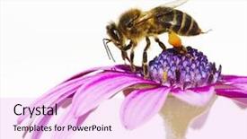  Presentation with bee - Colorful presentation enhanced with animal nature - bee and flower backdrop and a lavender colored foreground