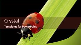  Presentation with ladybug - Cool new slides with animal nature - ladybug on grass isolated black backdrop and a  colored foreground