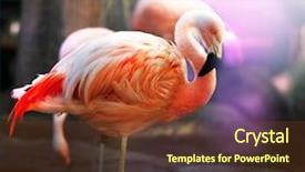  Presentation with animal nature - Audience pleasing PPT layouts consisting of animal nature - pink flamingo backdrop and a tawny brown colored foreground