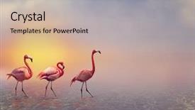  Presentation with animal nature - Presentation theme enhanced with animal nature - pink flamingos walking at sunset background and a  colored foreground
