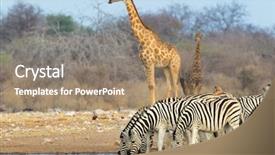  Presentation with animal nature - Slide deck enhanced with animal nature - plains burchells zebras and giraffes background and a coral colored foreground