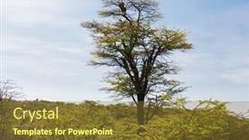  Presentation with animal nature - Colorful PPT theme enhanced with animal nature and wildlife concept - leopard on top of tree in savannah at africa backdrop and a tawny brown colored foreground