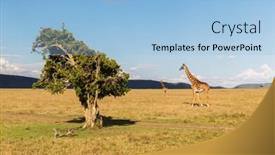  Presentation with animal nature - Slides with animal nature and wildlife concept - group of giraffes in maasai mara national reserve savannah at africa background and a light blue colored foreground