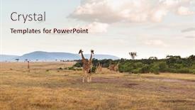  Presentation with animal nature - Colorful theme enhanced with camelopard - animal nature and wildlife concept backdrop and a lemonade colored foreground