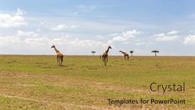  Presentation with animal nature - Theme consisting of animal nature and wildlife concept - group of giraffes in maasai mara national reserve savannah at africa background and a gold colored foreground