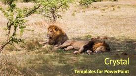  Presentation with animal nature - Slide set with animal nature and wildlife concept background and a tawny brown colored foreground