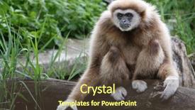  Presentation with gibbon - Theme enhanced with animal orangutan - beautiful male gibbon background and a tawny brown colored foreground
