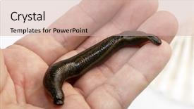  Presentation with diabetes treatment frpm medicinal plants - Audience pleasing slide set consisting of animal organ - medicinal leech-hirudo medicinalis backdrop and a  colored foreground