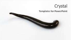  Presentation with medicinal cannabis - Amazing PPT layouts having animal organ - medicinal leech-hirudo medicinalis backdrop and a  colored foreground